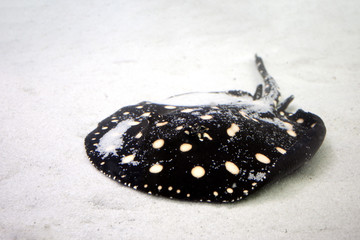 Xingu river ray at sand background. Black Leopoldi ray with yellow dots.