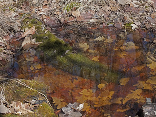Green moss in a water with colourful leaves