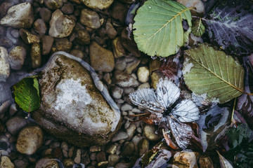Détail d'une rivière, galets feuille et papillon 