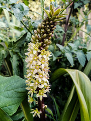 inflorescence with multiple flowers in the greenery of the garden