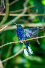 Colibri #1