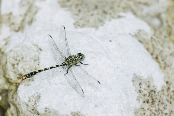 Libellule à rayures jaune posée sur un rocher