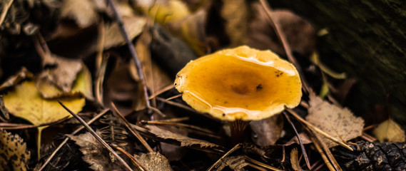 Wild fungi with a mushroom found in a Suffolk dark and damp woodland in Autumn