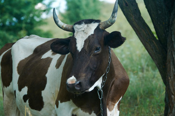 Dairy cow in the countryside on a summer July evening. Animal portrait