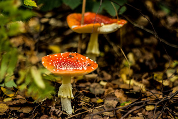 Wild fungi with a mushroom found in a Suffolk dark and damp woodland in Autumn