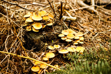 Wild fungi with a mushroom found in a Suffolk dark and damp woodland in Autumn