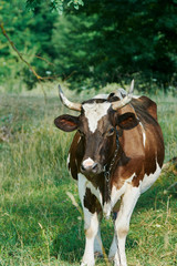 Dairy cow in the countryside on a summer July evening.