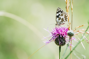 Papillon dans un champ posé sur une fleur
