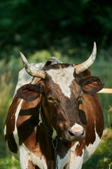 Dairy cow in the countryside on a summer July evening. Animal portrait