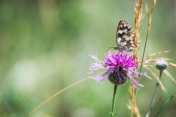 Papillon dans un champ posé sur une fleur