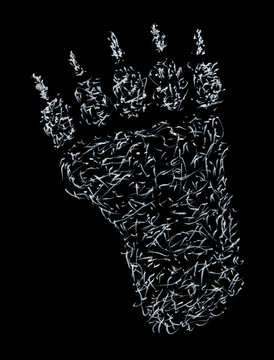 footprint of a bear