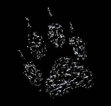 footprint of a wolf