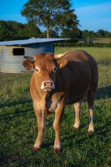 Brown Cow in a grass field