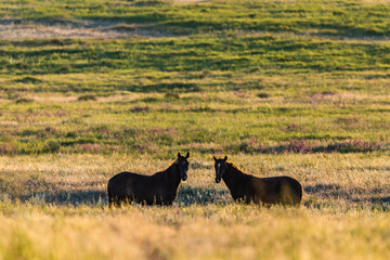 Fototapeta na wymiar Wild horses grazing in a field at sunrise