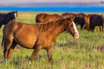 Wild horses grazing in a field at sunrise