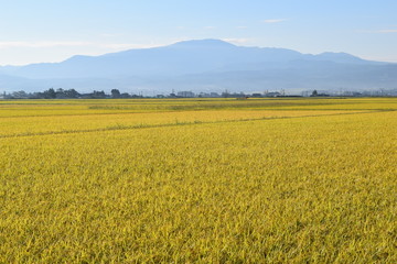 黄金色に稔った稲穂