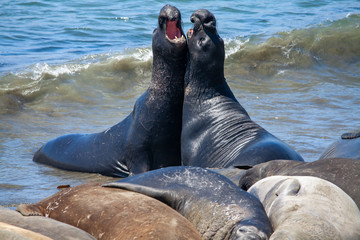 Elephant seals on the beach