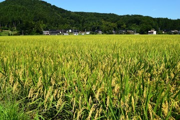 黄金色に稔った稲穂