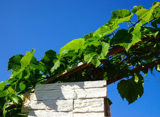 Green leaves of grapes, blue sky.