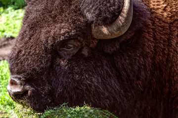 A big bison with horns on background of grass. © Marina