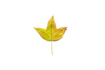 Maple leaf isolated on white background. Copy space. Creative autumn fall nature season minimal background