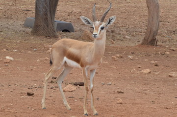 Rabat Zoo animals