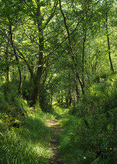 Fototapeta na wymiar a narrow path through dense woodland with vibrant green sunlit forest trees