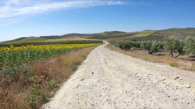 a rural path through fields of olive groves and sunflowers between Espejo and Santa Cruz, province of Cordoba, Andalusia, Spain 
