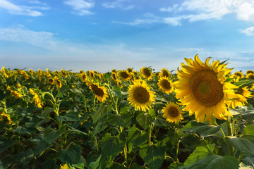 Closeup view on sunflower field in Ukraine