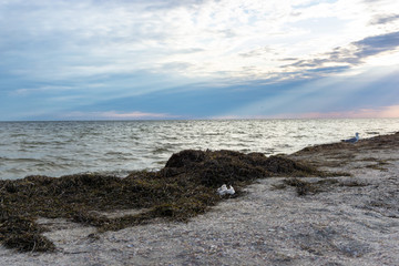 Fototapeta na wymiar Plastic bagwaste laying on a beach surrounded by seaweed