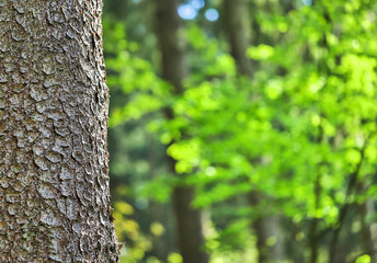 tree bark and forest blur background