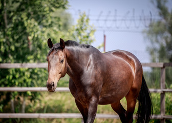 Portrait of a bay stallion on a sunny day