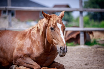 Obraz premium Red horse resting on the ground in the sun