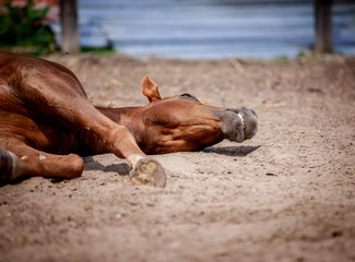 Red horse resting on the ground in the sun