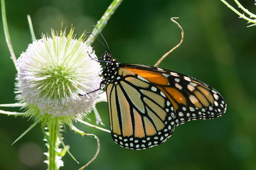 Butterfly 2019-77 / Monarch butterfly (Danaus plexippus)