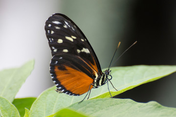 Fototapeta na wymiar Butterfly 2019-81 / Tiger Longwing (Heliconius Hecale)