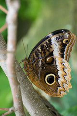 Butterfly 2019-85 / Blue morpho butterfly (Morpho peleides)