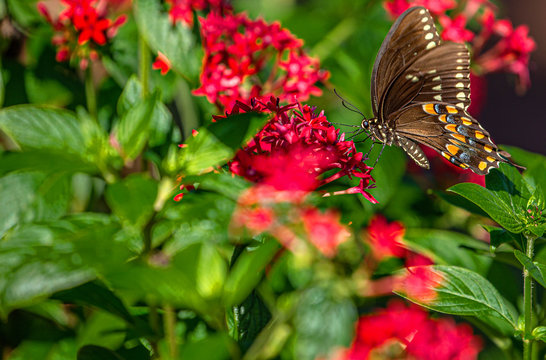 Black Swallowtail Butterfly on Red Penta Flowers, Seminole, Florida