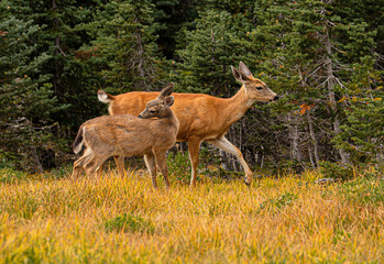Black-tailed Deer Doe and Fawn On Hurricane Ridge, Olympic National Park, Washington