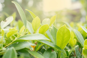 green leaves of tree in garden