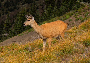 Naklejka na ściany i meble Black-tailed Deer On Hurricane Ridge, Olympic National Park, Washington