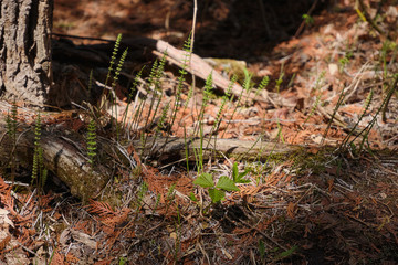 Obraz premium Young green leaves of a plant under sunlight in a spring forest