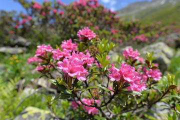 Obraz premium Bewimperte Alpenrose in Silvretta-Vorarlberg