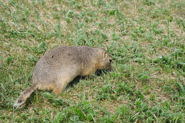 Ground Squirrel looking for food on a field of green grass