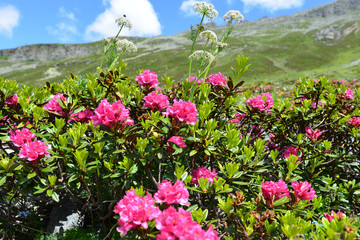 Obraz premium Bewimperte Alpenrose in Silvretta-Vorarlberg