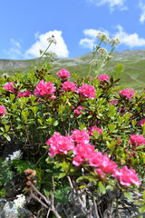 Fototapeta premium Bewimperte Alpenrose in Silvretta-Vorarlberg