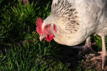 portrait of a young white chicken at a meadow