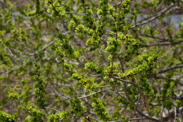 Small green leaves on a branches of tree under sunlight