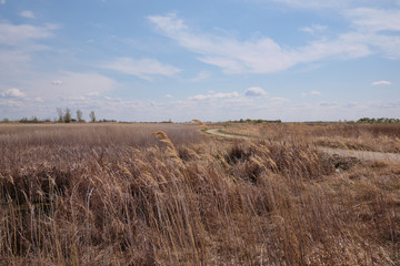 Yellow giant reed grass with blue cloudy sky on the background
