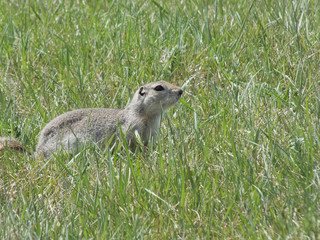 Ground Squirrel under sunlight on a field of green grass